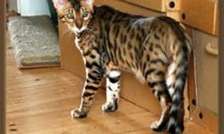 I have two beautiful Purebred Bengal cats for sale;
(WITH PUREBRED PAPERS)
 
One Male named Chester who is fixed is three years of age and is declawed, and fully vaxenated.
 
One Female named Vera who is also is fixed, three years of age, and is fully