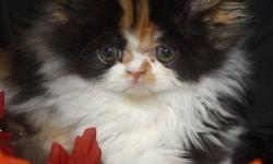 Only 2 gorgeous persian kittens left they are ready to leave for there new loving homes right away. Kittens are Vaccinated X1, Dewormed X3, PKD FeLV FIV negative & vet checked. So affectionate and playful, they are use to children, other cats and a small