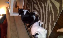 Two adorable, wonderful cats needing a new loving home. Brother and Sister cats just over one years old. Both have been fixed with tattoos and all shots and vet visits up to date. Extremely loving and affectionate, love to cuddle, love attention, and