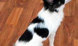 I am offering two long coat, intact male chihuahuas for sale to loving homes. 
Both dogs would do better if he had another dog as company.
 
DEX dob March 22, 2011
        black & white long coat, intact male
        4 & 1/2 pounds
        loves to be