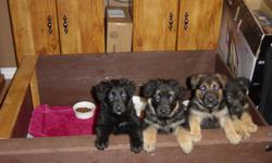 Two female German shepherd puppies, born on Nov 1. Eight+ weeks old and ready to go. Very cute. Trained for pee outside the house. Both parents can be seen. One of the pictures show 4 puppies, the left 2 are female ones which are still available while the