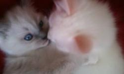 Pure Himalayan Kittens, males, long hair and blue eyes .
They're eating kitten food and are  litter trained.
Indoor kittens that love to be handled!
Available to go to a new home .
Thanks!