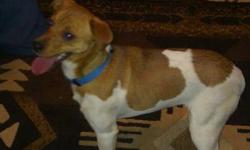 Looking for loving homes for two of our puppies We can't keep them all, so we are offering two Jack Russell cross female pups for sale.
"Gina" is the taller of the two, 14 inches at the shoulder, playful and out going. Friendly, energetic and best suited