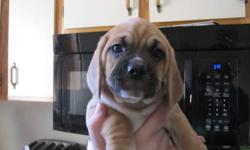 I have 2 male puggle boys left , their mom is a petite, very friendly, 20 lb purebred beagle and dad is an intelligent, 22 lb A.K.C registered pug. They have been Vet checked, de-wormed and first shots.They also come with a puppy pac.
In order for a
