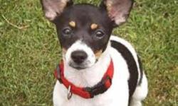 RAT TERRIER RESCUE CANADA receives a large number of pleas to help rat terriers in need, but we can only help when foster homes are available.  These healthy and often young rat terriers are  euthanized when space and time become an issue in the shelters.