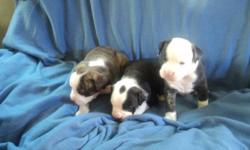 VALLEY BULLDOG PUPPIES for sale. They will be de-wormed, 1st needle and vet checked. Both parents on site. 3 males(blue blanket) and 2 females(yellow blanket) still available Middle female spoken for. I will not ship puppies. To approved homes only.
