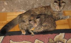 Good Day Folks ..I have a variety  of  3/4 Maine Coon Cross Kittens ( Six  weeks to 10 weeks old)  ..One 5 month old Male.... and one  5 month old Female!..I am also going to *very sadly* part with  a very  outstanding   18 month old unaltered  Female