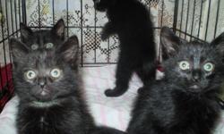 Velvety Black Kittens, very friendly, happy and playful. Litter trained. Please Phone 604 510-3302 or 604 514-0330
