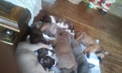 i have 8 puppies 4 females 4 males ready to go anytime.