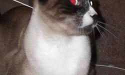 Absolutely stunning Snowshoe Siamese looking for a new home. Mocha is 1 1/2 yrs., neutered, very active, playful Snowshoe Siamese cat. Loves other cats, and his people. This little guy loves everyone, is very curious & intelligent. He was adopted to be a