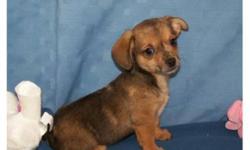 Adorable "Chiweenie" puppies! 
  They will stay very small, maturing to 7 lbs.  
They love to cuddle and are very playful.  There are two little girls ready to go to their new homes now. They have had their 2nd vaccinations and been dewormed.
  Picture 1