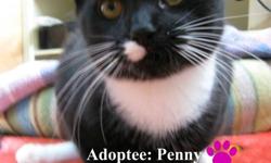 The Woodbury Veterinary Hospital has many beautiful, loving, playful cats and kittens up for adoption!
PLEASE NOTE: Our Adoption fee includes:
Combo Testing (FIV/FELV), Pre-Surgical blood testing with Spay or Neuter, Vaccines, Microchip, Groom, De-wormer,