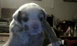 We have 4 victorian-english bulldog female puppies and 3 male victorian-english bulldog puppies. 
 
             They are cute and adorable and will be ready to go december 1st, THEY ARE NOT ENGLISH BULLDOGS They are victorian-english bulldogs.