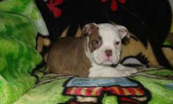 VICTORIAN BULLDOG PUPPIES
Beautiful purebred Victorian Bulldog puppies
3 Females available
Gentle natured, fun loving puppies
Recommended for anyone
Vet health checked, 1st shots, de-wormed, dew claws removed and tails dockedReady for their loving homes