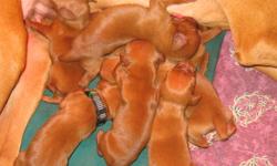 PURE BREED  VIZSLA PUPPIES CHAMPION BLOOD LINES
JUST BORN ON  DECEMBER 4,2011  EXCELLENT HUNTING, FLIED  AND  FAMILY PET, TAILS DOCKED, DEWORMED AND FIRST, SHOTS MICROCHIP