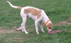 Year old, neutered Walker Hound. Sam is looking for a home where he can recieve a lot of attention. He is still a puppy and although he is very well behaved, he is in need of additional training. Sam is an inside dog and not a hunter unless he is going to