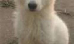 I am looking for a white german shepherd puppy.House trained, good with people,dogs and kids.Likes to play feach and has a lot of energy. if NOT kennel trained please send kennel if you have one. thank you. If you have any questions pleaes call me. thank