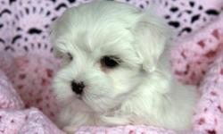 i would really want a maltese puppie i want one that is like new born this is for my daughter she really wanted one i want somthing like my pictures