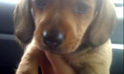 9 week old " Weiner Dog " for sale. Paid $500 for her 2 weeks ago, asking $400. Unable to keep as Per Landlord-- other tenant complaining of barking (which she only did the first 2 nights we had her). Partially paper trained; loyal and very loveable. I