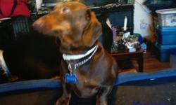 Christmas Gift
Weiner dog pups for sale
black n tan, short hair,2 male, 1 female
1st shots, 16 weeks old