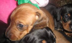 Mini Dachshunds (weiner dogs) born CHRISTMAS DAY !!!! Available for new homes week of VALENTINES DAY. Email for more info. Jingle, Kringle, Dascher, Vixen, Holly, Tinsel and Gingy !!
Two (2) Female black and tan - Vixen and Holly
Three (3) Male red -
