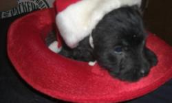 We are the most adorable puppies waiting for our forever home.  Mommy is a purebred Cairn Terrrier and Daddy is a purebred West Highland Terrier. They are males and females that are black, white or cream coloured.  These non shedding pups have had their