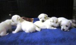 Only 2 adorable female Westie pups left looking for a loving home.  They were born November 14, 2011 and are ready to move out (8 weeks old).  These dogs are incredibly smart & friendly and fit very well into a family environment.  They are equally happy