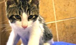 Hi, I'm Westie, and I'm currently staying at the Sudbury SPCA. I'm a male polydactyl kitty ready for my forever home! I'm a 3-month-old boy who loves to play! I get along great with other cats and kittens, and I'm very curious and cuddly, too! Come on