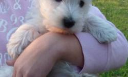 We have a litter of CKC REGISTERED PUREBRED WESTIE PUPPIES for sale. Fully socialized in our home with our own children. Both parents can be seen. Ready to go to their new homes. From top bloodlines from Europe. Bred for temperament and good coat quality.