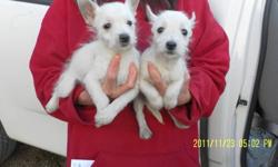 West Highland White Terrier (Westie) Puppys ready to go to new loving homes. Puppys have been vet checked dewormed and got there 1st shots. Asking $350.00 519 290 1950 1 male & 1 female