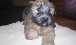Ready to go,Wheaten Terrier puppies.  Males & females available.  Tails docked, vet checked and first shots.  These are non-shedding dogs, easy to train, friendly, great with children and love attention.
 
Puppies can be delivered to Lloydminster or flown