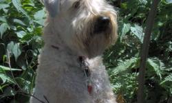 Registered breeder of Soft Coated Wheaten Terriers for over 18 years. Lovingly raised in our home.  We have puppies and a young adult available.  To inquire about our puppies, health guarantee, breeding program, and puppy training or to book a visit