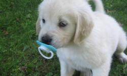 Purebred,  CKC registered puppies, micro-chipped, vet-checked, first vaccinations, and de-wormed.  A beautiful litter of white golden retriever puppies.  Father is white, English cream, mother is a gorgeous golden.  Puppies and parents are raised in our