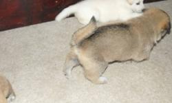 The mother is shepherd cross husky and the father is a pure white shepherd.They had 8 puppies.5 white and 3 brown/black. There are still 6 left to go to a good home. There is 1 white male left, and 3 white females, and 2 brown/blackish gray. One of the