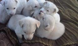 We have a litter of 10 puppies that will be ready to go on November 25th.  They are gorgeous little pups.  5 male, 5 females (1 gone).  Mom is a purebred yellow lab and dad is a white husky.  The pups are yellow and white and a mix of the two colors.  If