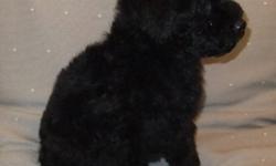 Whoodles, Wheaten and Poodle cross,1 male and 1 female
available, bred for health and good temperament, Both parents are very calm and intelligent. both males and females in black with red brown undertones, very pretty. Puppies will be about 18 to 20