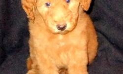 Whoodles, Wheaten and Poodle cross, males and females, bred for health and good temperament, Both parents are very calm and intelligent. Two red females and both males and females in black. Puppies will be about 18 to 20 inches tall and about 30 or 35