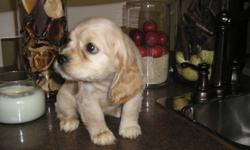 Wonderful litter of Cockapoo! I have both boys and girls! Ready for their New Homes! Both playful and healthy! Hypo-allergenic, great for those with allergies! Tails have been docked. Pups will reach approx. 15-20 pounds when full grown. Each pup goes