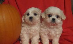 BEAUTIFUL PUPS! LOOK NO FURTHER! THESE ADORABLE BABES ARE LOOKING FOR FOREVER HOMES! MOM IS A SHIHTZU/BICHON DAD IS A PB SHIH-TZU! WILL BE 12-14 lbs! PUPS COME FRIENDLY AND PRESPOILED! GREAT CUDDLE BUGS ALL FLUFF AND KISSES! HOME RAISED AROUND YOUNG