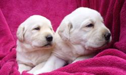 Yellow CKC registered Labrador Retriever puppies.  These puppies have been raised in my home and have had plenty of socialization and people interaction.
I own both parents,  Mom and Dad are at my home for viewing.  I have been breeding labs for 6 years