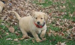 Beautiful puppies, there are 5 males and 2 females available to loving homes. Puppies come with vet check,1st shots and deworming. Mother is yellow lab x and father is a handsome golden retriever (see pictures). Both parents are excellent breeds for