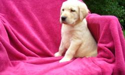 Yellow CKC registered Labrador Retriever puppies.  These puppies have been raised in my home and have had plenty of socialization and people interaction.
I own both parents,  Mom and Dad are at my home for viewing.  I have been breeding labs for 6 years