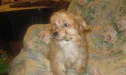 last puppy    yorki poodle cross female  mostly trained will be 5--6 lb adult   weighs 3 1/2 lbs right now . she is very freindly good with children  . has had 1st and 2nd shot and been dewormed 3 times ready for loving forever home   loves to held this