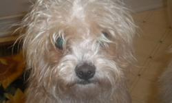Two Yorkie-Poo's very lovable excellent with children and other animals good family dogs. $300.00