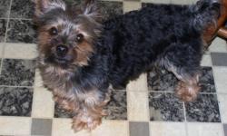 Cute and adorable 2 1/2 yr old yorkie needs a new home. He has a loveable, friendly, happy, demeanor and is about 11 inchs tall and weighs about 5-6 lbs. He has never had any health issues since we've had him nor did he come with any paper work. He is
