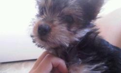 Yorkie Maltese cross female puppy ready to go to a loving home!
She has already had her first vaccinations, her tail docked and
dew claws removed.
Father is a 6lb Yorkie the Mom is a 12lb Yorkie/maltese
cross they are both intelligent and well behaved.