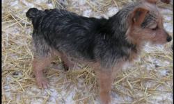 Two loving female, not spay, need homes.  Dad is Yorkshire Terrier  Mom is Toy Fox Terrier.  Both girls are very out going. Have had 2 vaccinations and dewormings. Good with other dogs, cats and children.