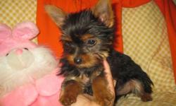 I have unregistered 3 to 4 mos old female Yorkies
They will mature 4 to 5 lbs.
Each pup has a healthy vet check (records included), has all three 5-way puppy vaccinations, de-wormed regularly, tail docked, dew-claws removed.  
These girls are very