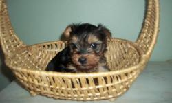 I have a Yorkie puppy for sale.
He will be ready to go to his new home anytime after Dec 20th
600.00
705-663-1316