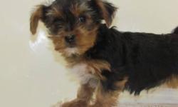 Adorable little YorkiePoo puppies all ready for a new home.Happy healthy and vaccinated with vet check, they will get to be about 10 lbs full grown.  Considered by some hypoallergenic well socialized handled by children. they will make a great pet.  Come